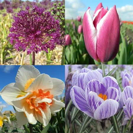 Höstlök - Vårblommande