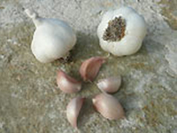 VITLÖK Allium sativum 'Cledor'  EKO