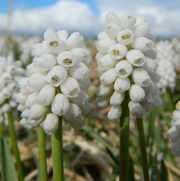 MUSCARI 'White Magic' EKO