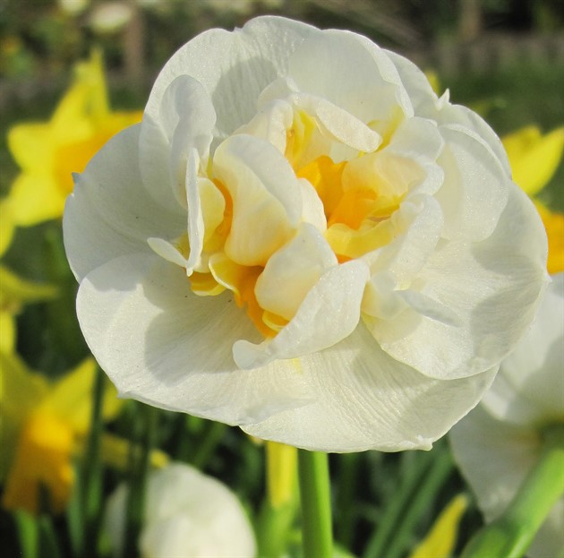 NARCISSUS 'Bridal Crown' EKO