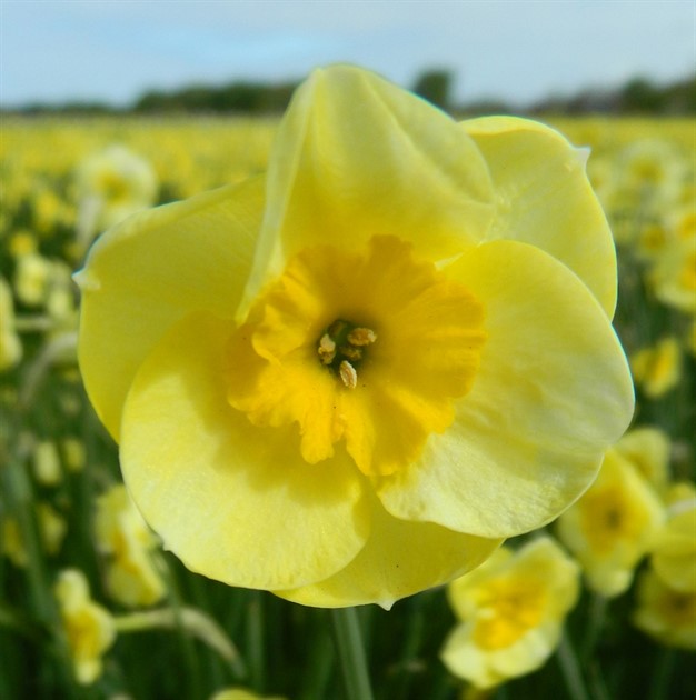 NARCISSUS 'Sundisc' EKO