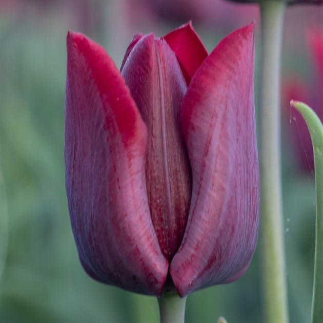 TULIPA 'Ronaldo' EKO