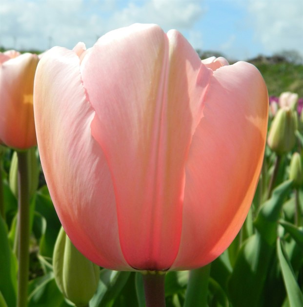 TULIPA 'Salmon Impression' EKO