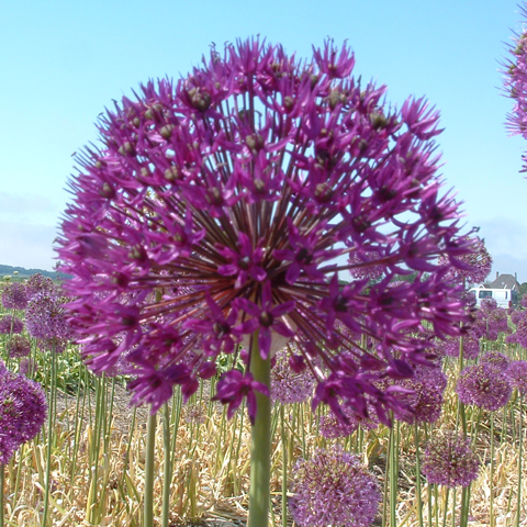 ALLIUM aflatunense 'Purple Sensation' EKO