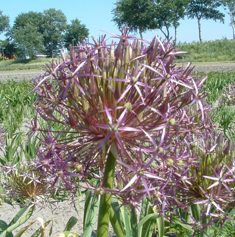 ALLIUM christophii EKO
