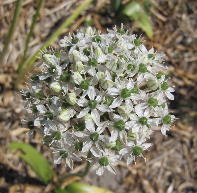 ALLIUM stipitatum 'Mount Everest' EKO