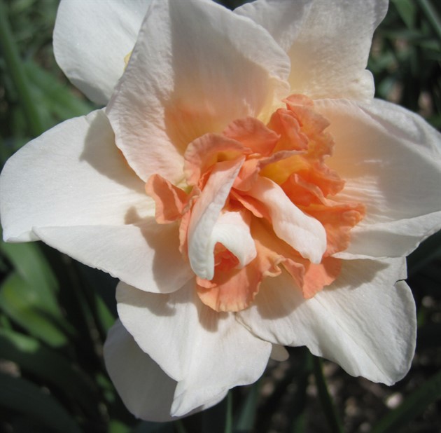NARCISSUS 'Replete' EKO