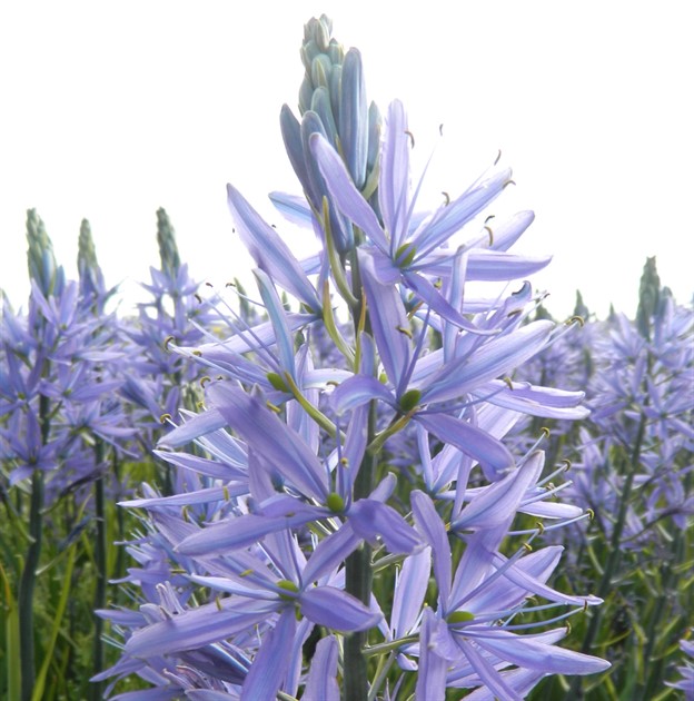 CAMASSIA Leichtinii 'Caerulea' EKO
