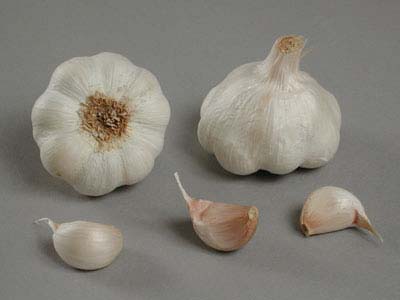 VITLÖK Allium sativum 'Thermidrome' EKO