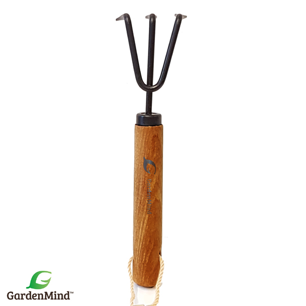 Mini-Räfsa krukväxt